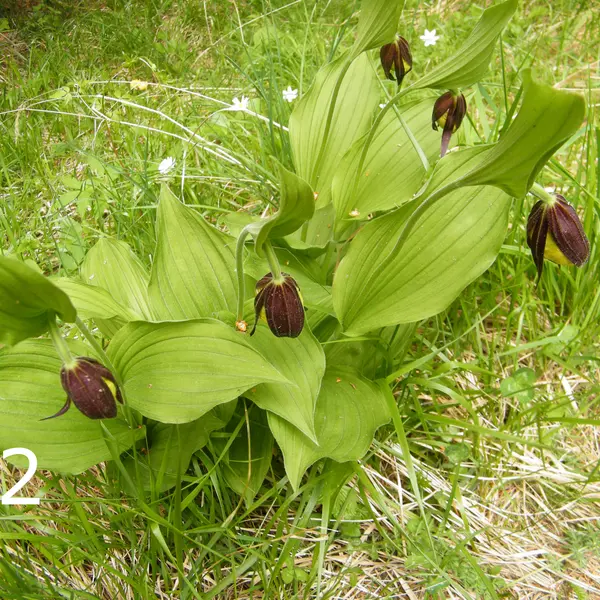 Frauenschuh Cypripedium calceolus